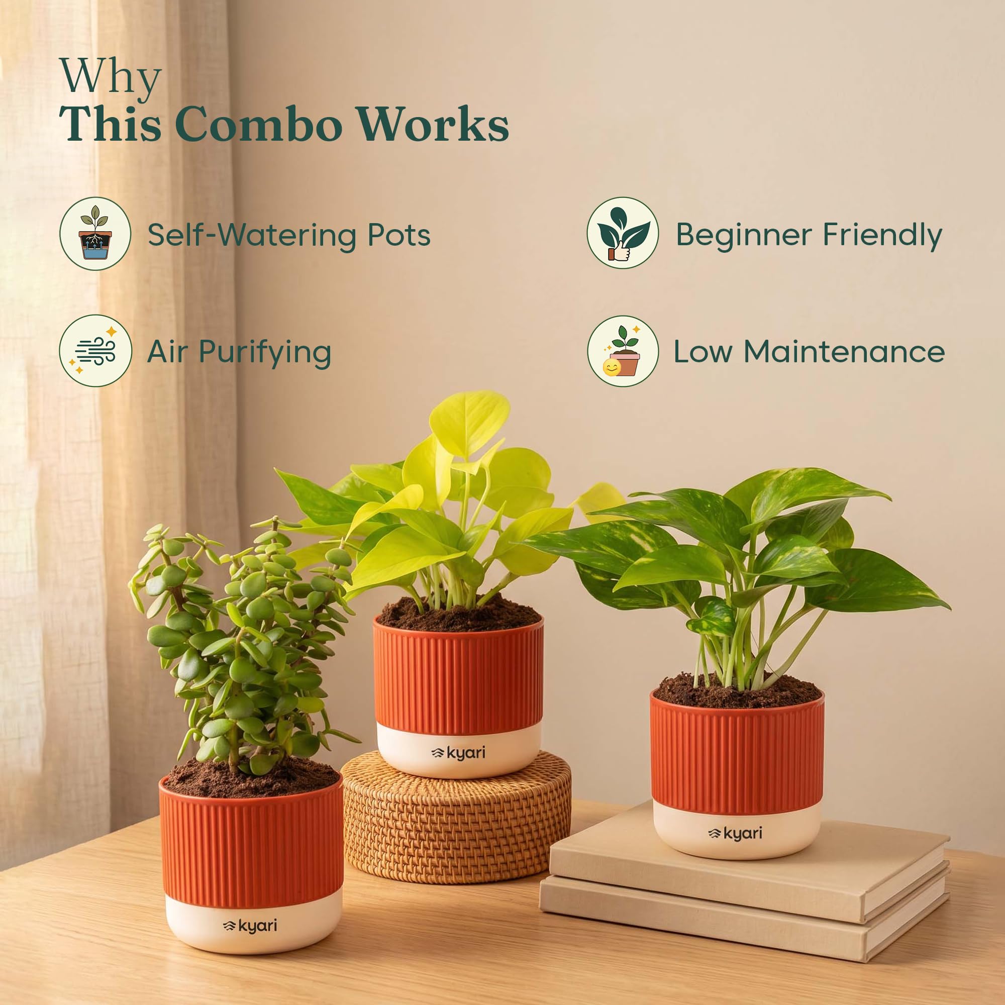 Good Luck Plant Combo - Money Plants & Jade -4 Good Luck Plant Combo - Money Plants & Jade -4