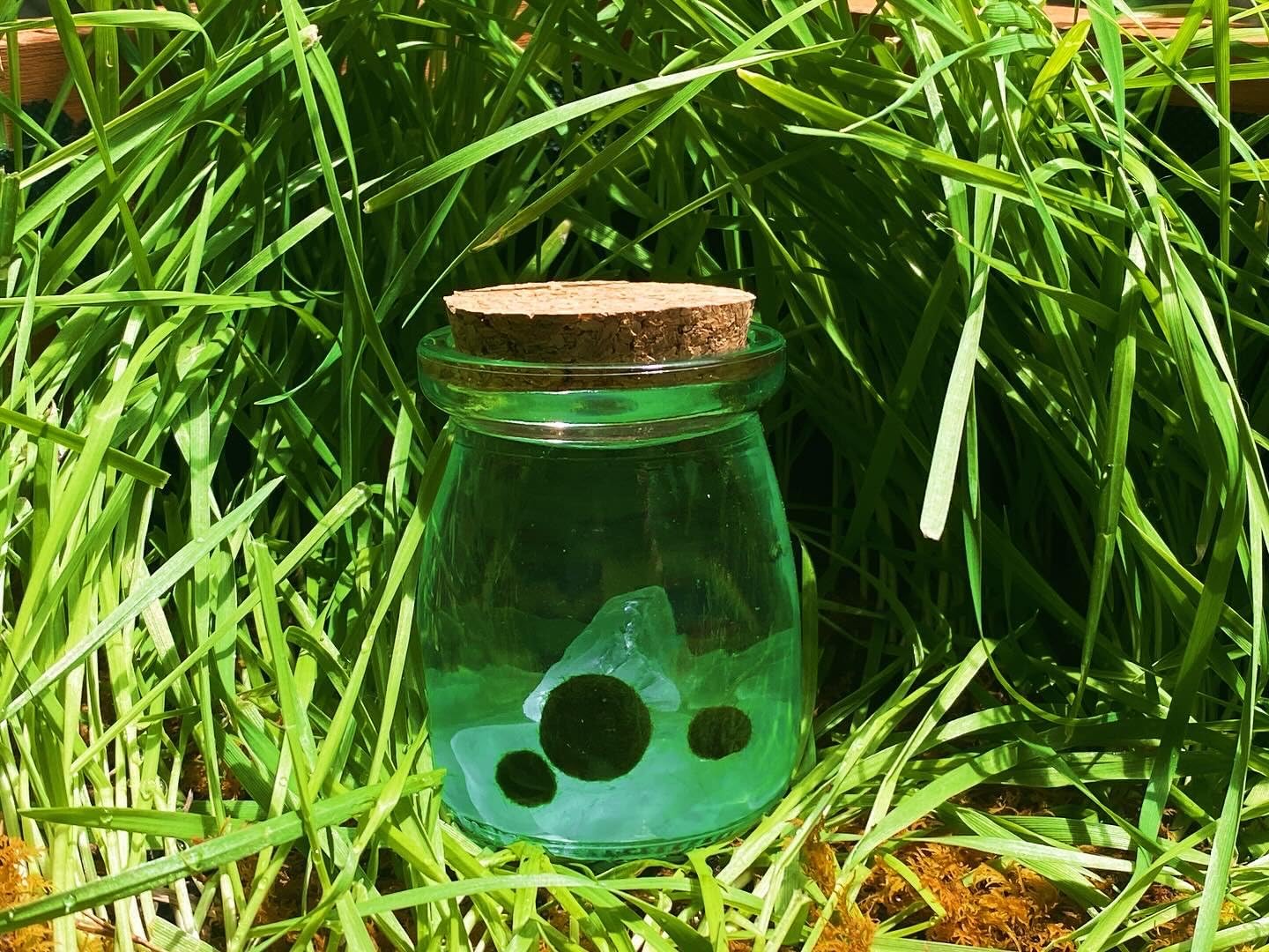 Moss Pet Glass Terrarium Bottle Kit with Cork Lid, Moss Amigos Aqua Plant Desktop Set, Decorative Display Jar Gift