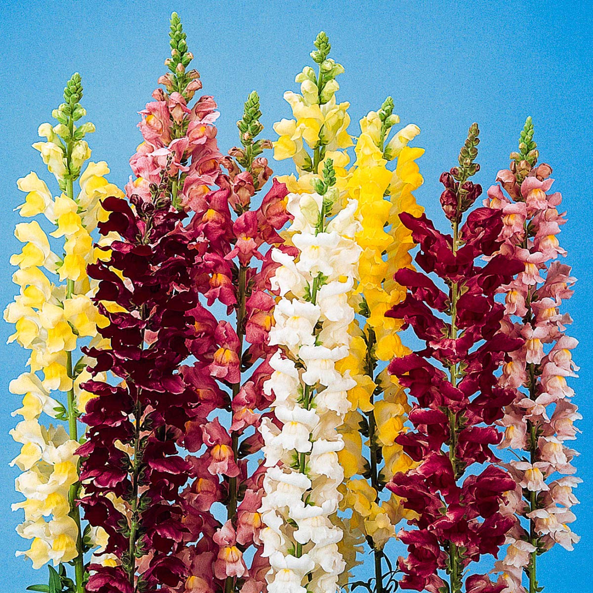 Snapdragon Rockey Hybrid Seed Mixture - A Tall Growing Display of Early Spring Color for your Yard - 100 Seeds per Packet