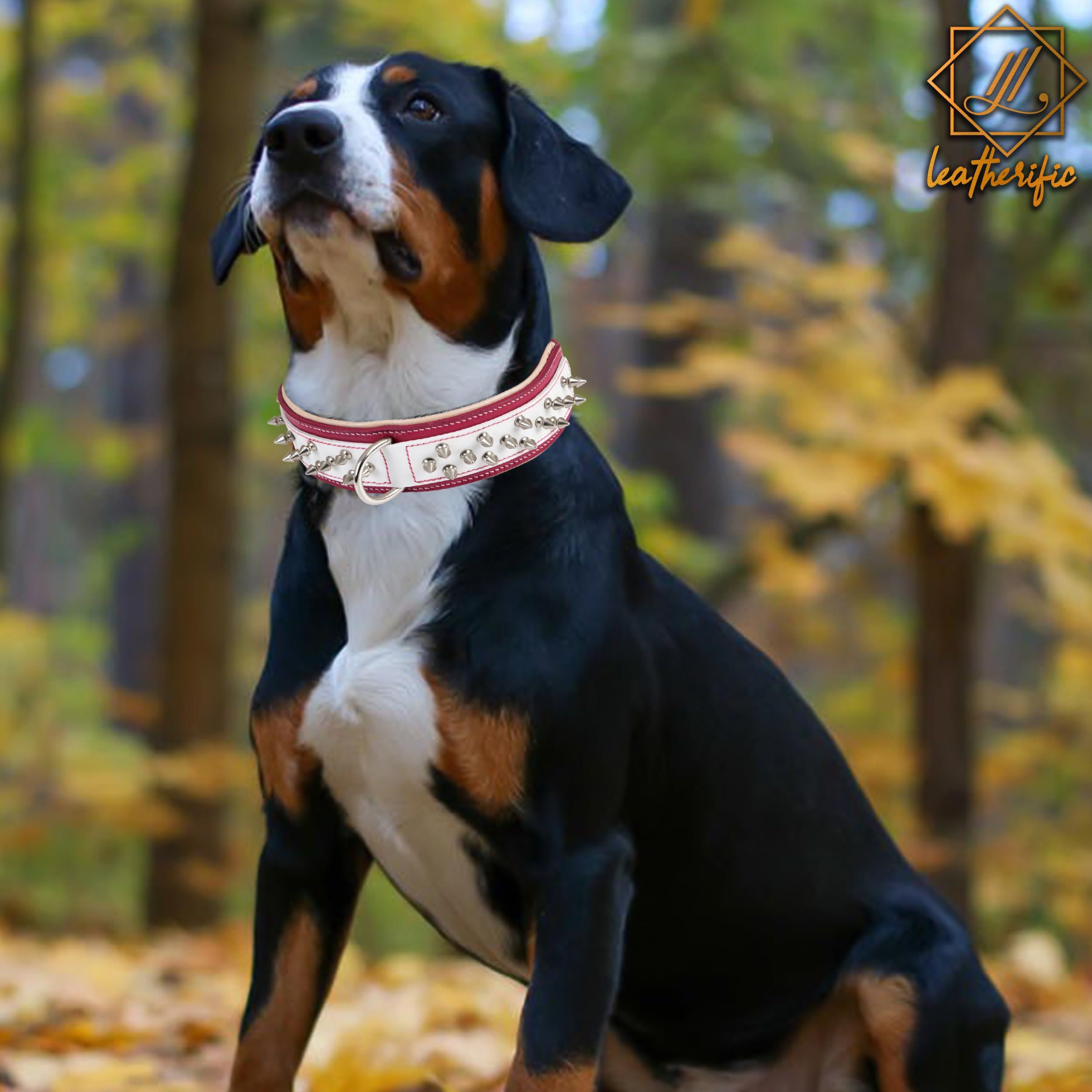 Leatherify - Collar de cuero genuino para perro, de alta calidad, resistente, acolchado, fuerte, con picos atornillados, razas medianas, grandes, extragrandes, 5 cm de ancho (color magenta, tamaño del
