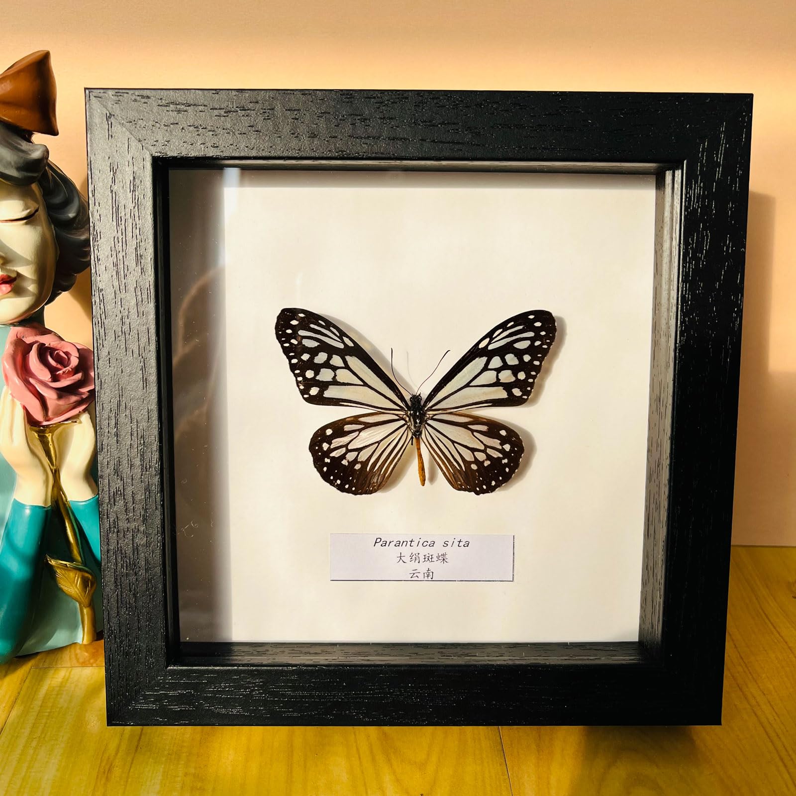 Taxidermy Mounted In Frame,Exquisite Butterflies Insect Specimen,Collection Of Butterfly,Unique Home Decor Wall Decoration Gift For Christmas Valentine Birthday,Real Butterfly Specimens17.6*17.6cm