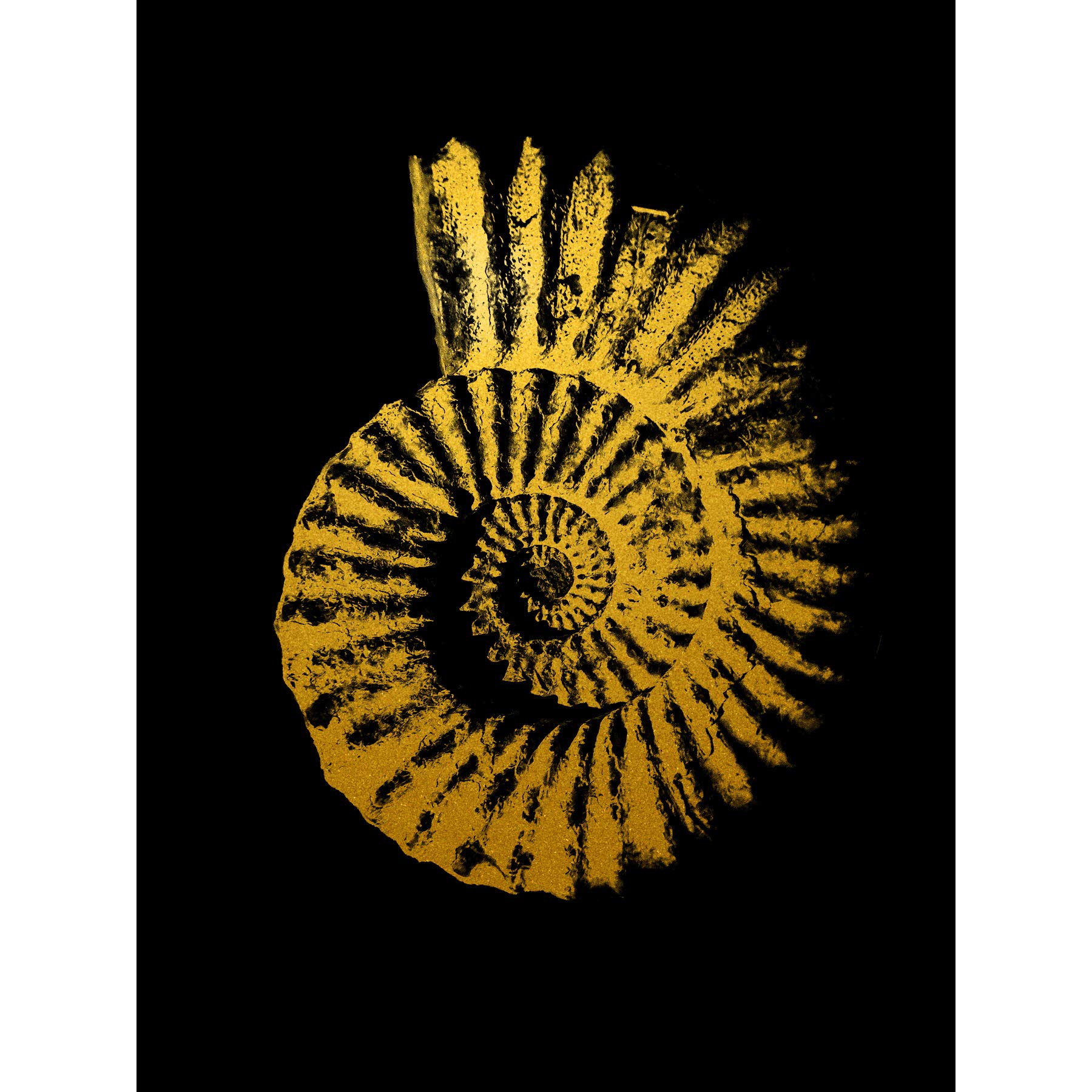 Artery8 Gold Effect Yellow Black Sea Shell Spiral Premium Wall Art Canvas Print 18X24 Inch