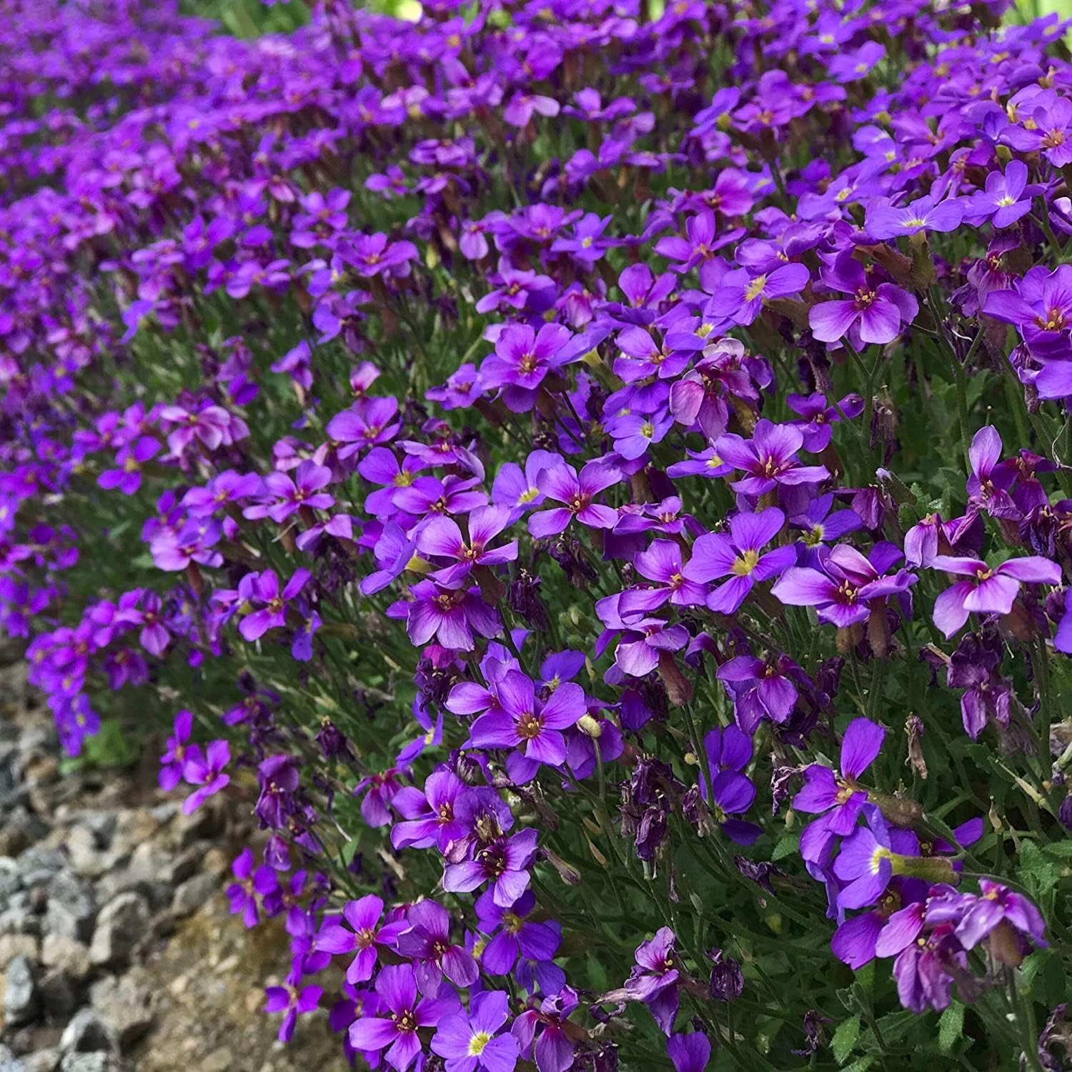 7200+ Seeds Solution Creeping Thyme Walk on Me, Thymus
