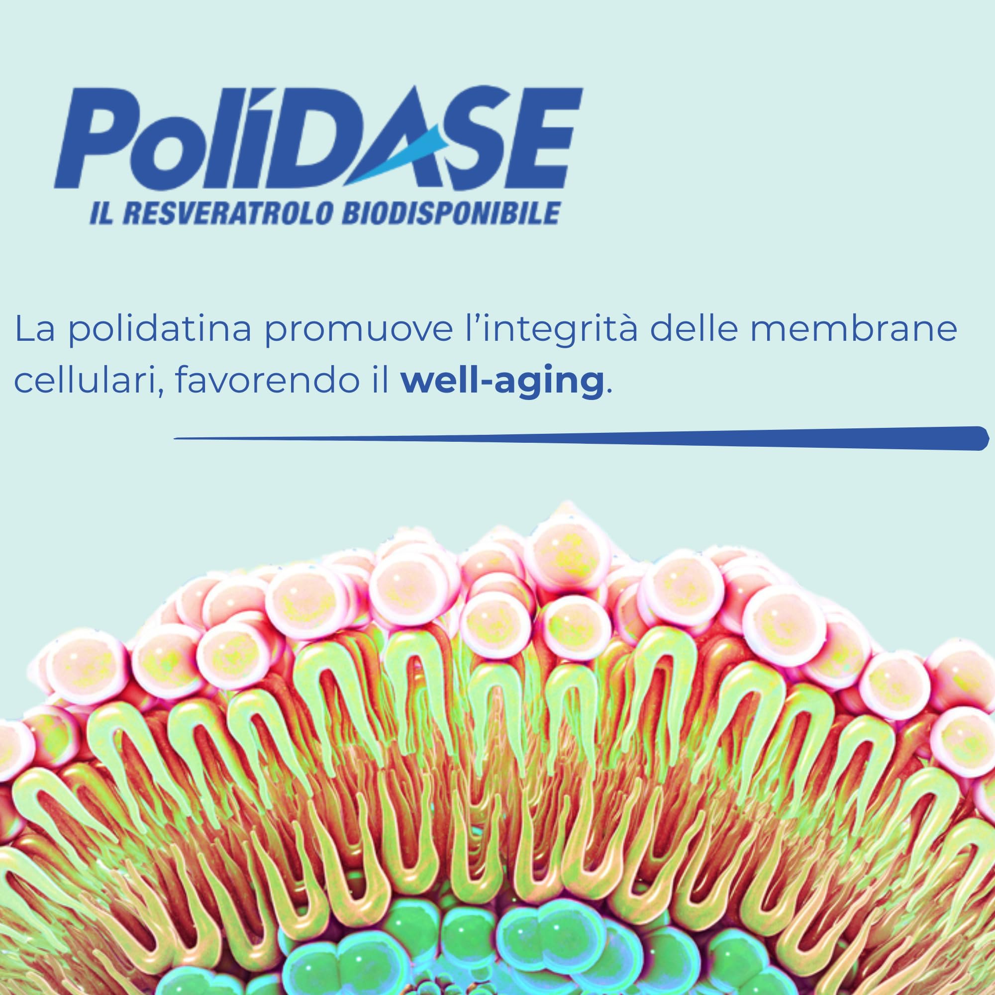 Polidase - Polidatina (GlucoResveratrolo) 98% - Antiossidante ampio spettro