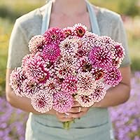 Vista 75 de Eden Brothers - Semillas de zinnia, cactus con flores, sin OMG, plantar en primavera, paquete, flores de bajo mantenimiento, zonas 3, 4, 5, 6, 7, 8