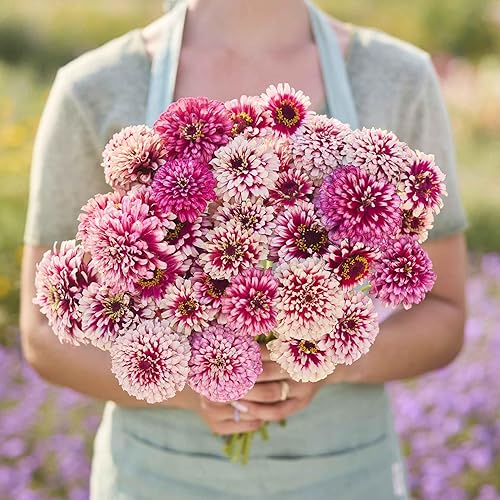 Miniatura 75 de Eden Brothers - Semillas de zinnia, cactus con flores, sin OMG, plantar en primavera, paquete, flores de bajo mantenimiento, zonas 3, 4, 5, 6, 7, 8