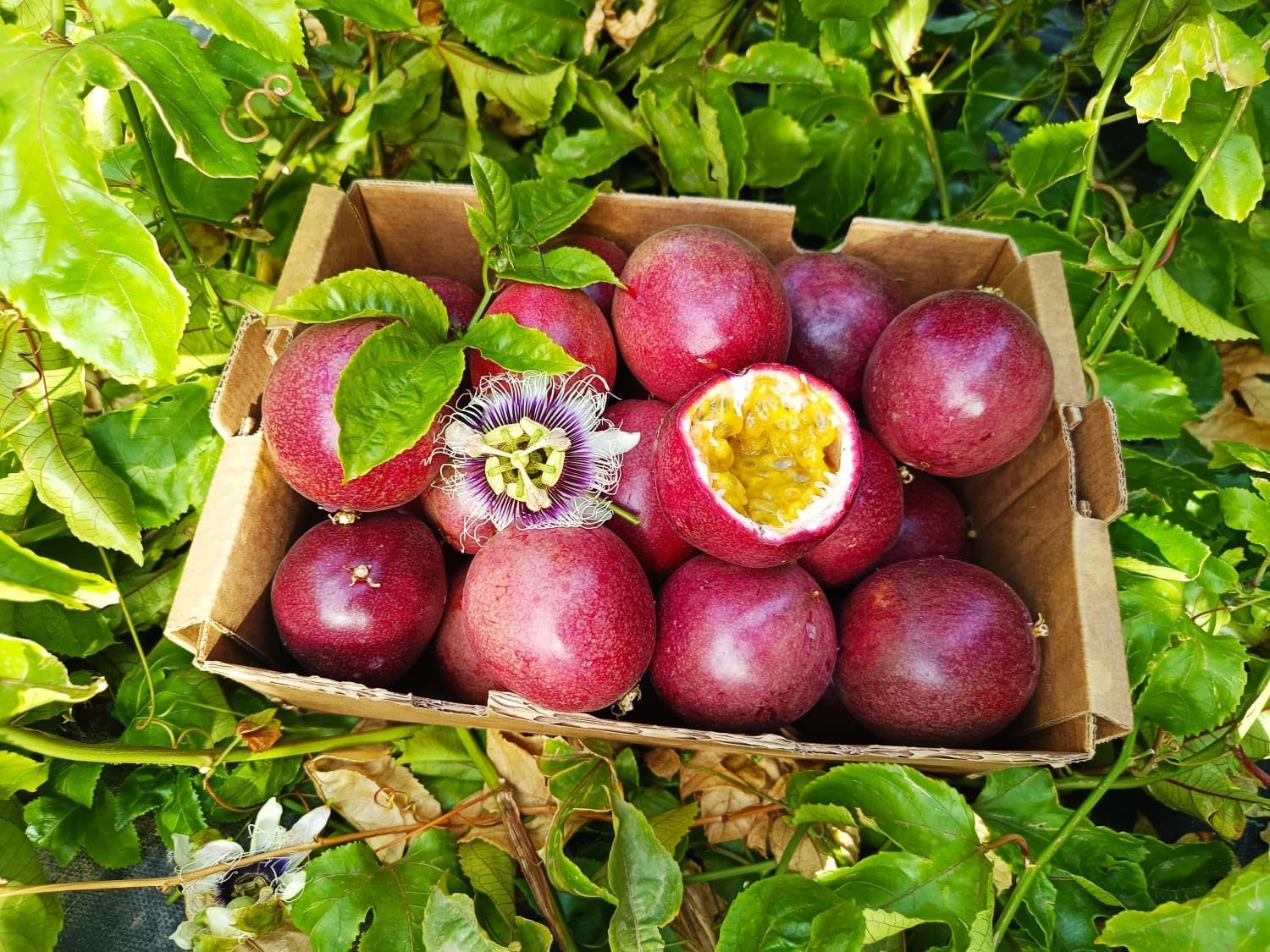 Vitalem – Maracuyá Fresca 1kg (8-12 piezas) | Fruta de la Pasión | Fruta Tropical 100% Natural y Sostenible | Cultivo Local Málaga | Passion Fruit Ideal para Smothies, Batidos y Yogurt