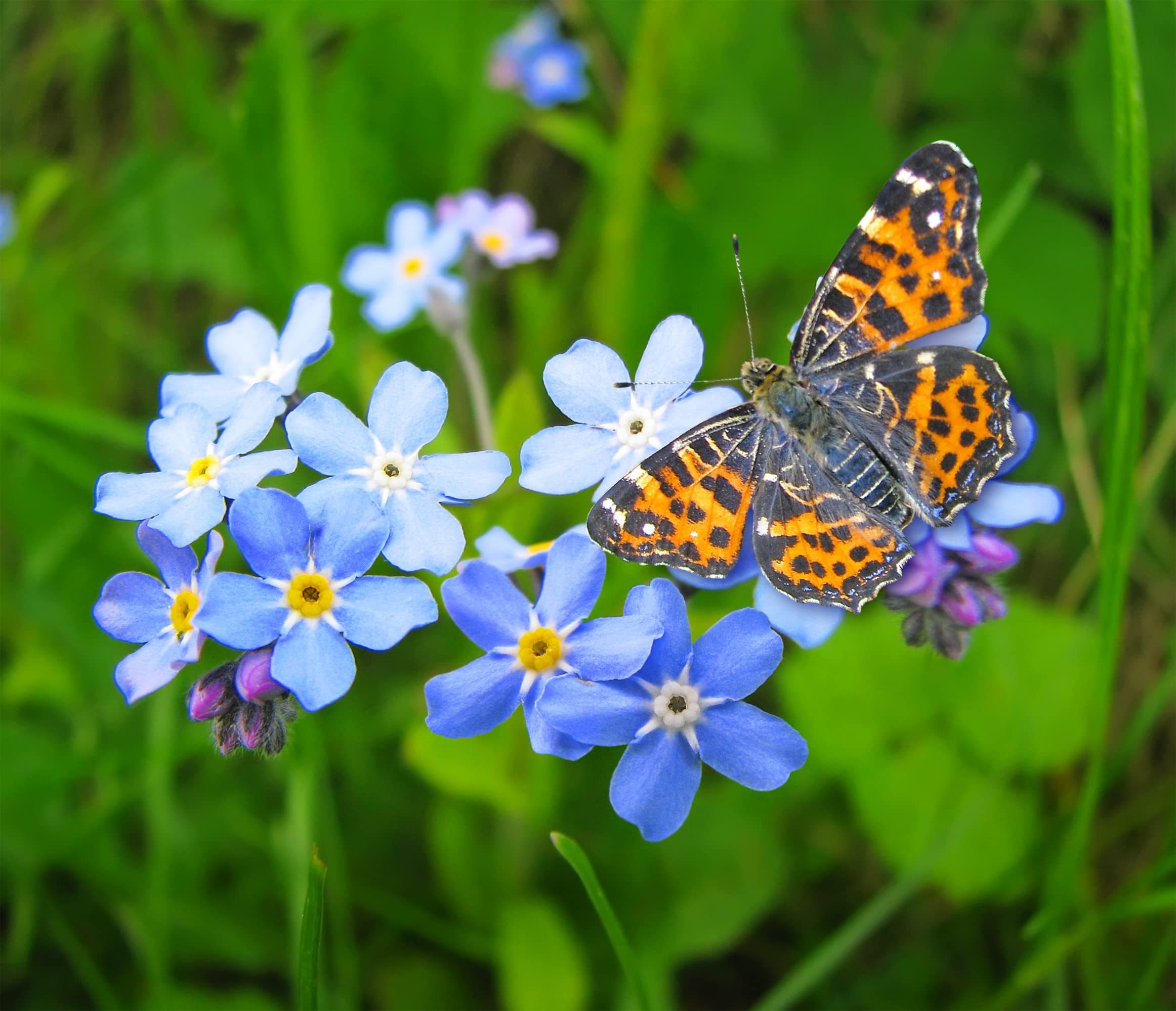 Amazon.com : Earthcare Seeds Forget Me Not Water 200 Seeds