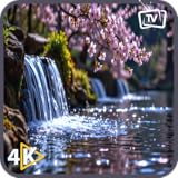 禅風の日本の桜ビジュアルと春の音