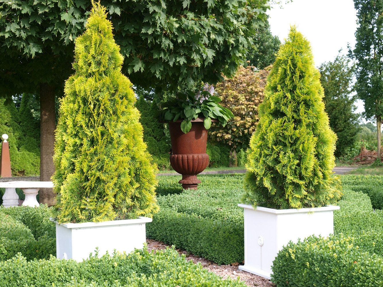 Thuja Golden Smaragd Occidentalis - Lebensbaum winterhart - Thujen-Hecke  als Sichtschutz - Heckenpflanze 30-40 cm - 1 Pflanze im Container von  Garten Schlter - Pflanzen in Top Qualitt : Amazon.de: Garten