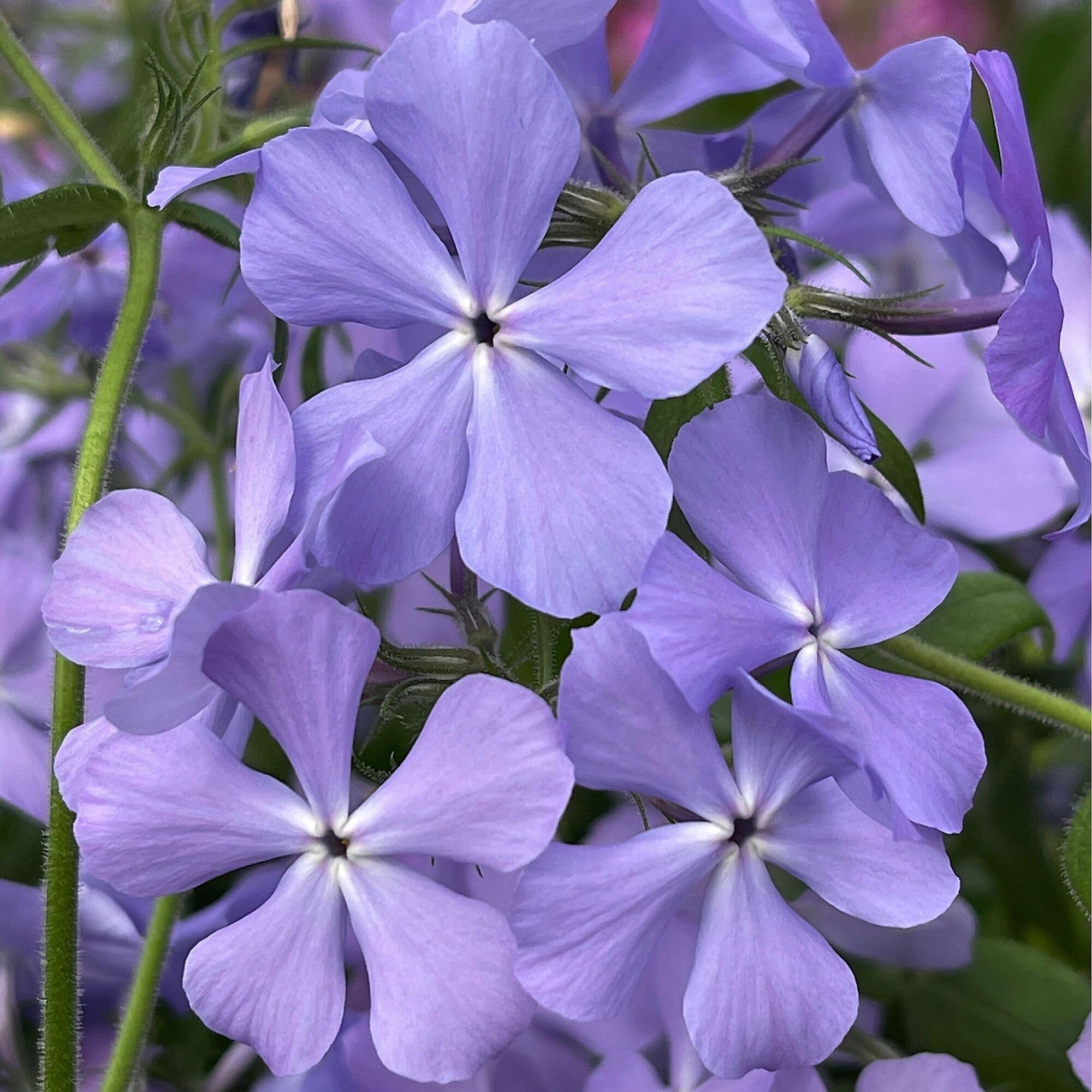 Amazon.com : Phlox divaricata 'Blue Moon', Woodland/Louisiana/Wild