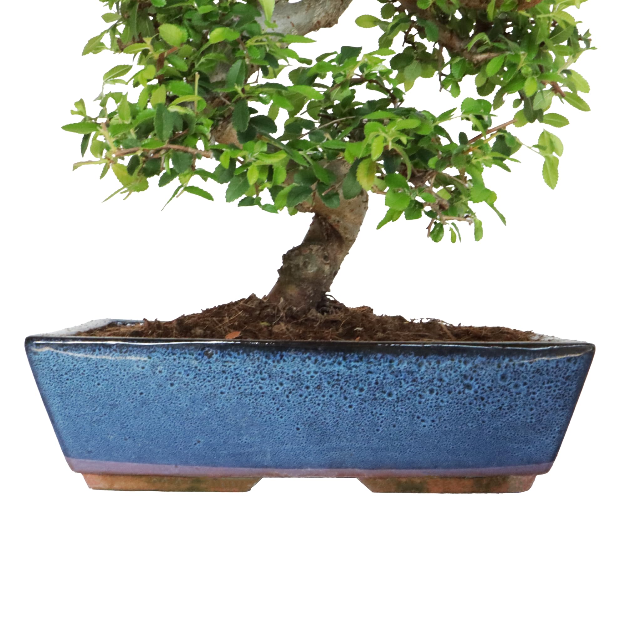 KENTIS - Bonsaï Zelkova - Bonsai Plante Naturelle Exterieur Intérieur - Plantes d'Appartement Balcon Terrasse - H 45/55 cm Pot 27,5 cm