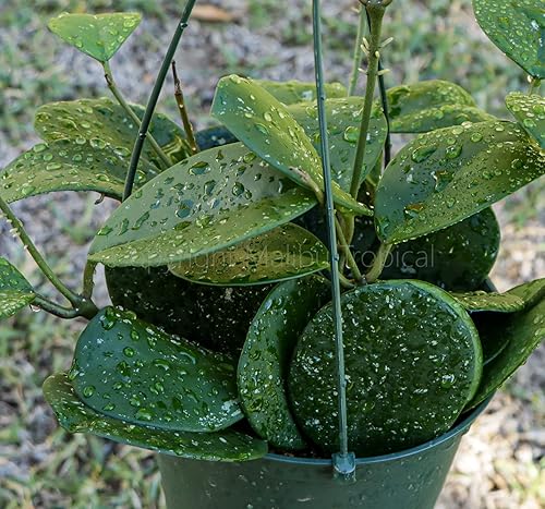 Miniatura 9 de Hoya Obovata Splash en maceta de 4" - Hojas redondas gruesas - Planta de interior Easycare
