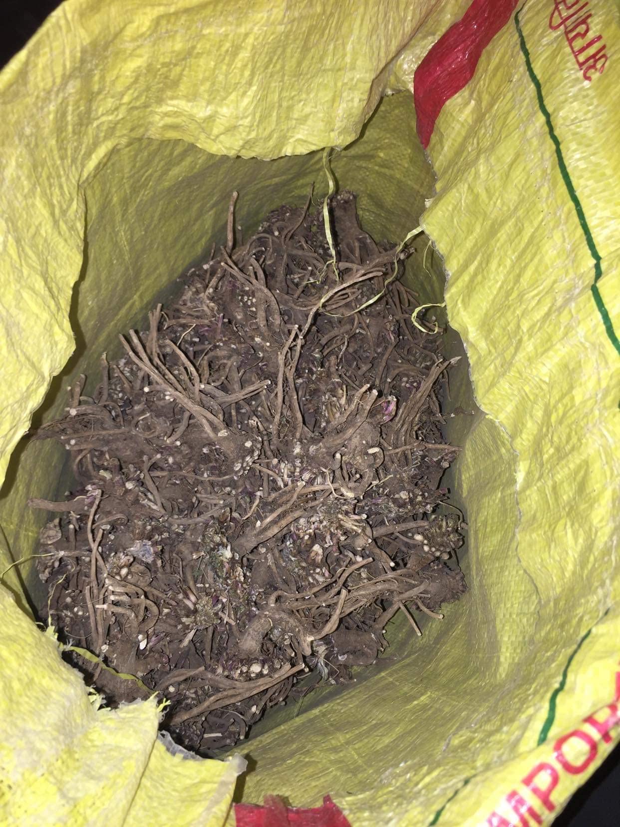 See full amazon price history chart for Treasure waves Toolaphala Root, Aak Plant Root, Safed Aak-50 gm Treasure waves Toolaphala Root, Aak Plant Root, Safed Aak-50 gm (B09QJT1VMR) Amazon Price History, Amazon Price Tracker