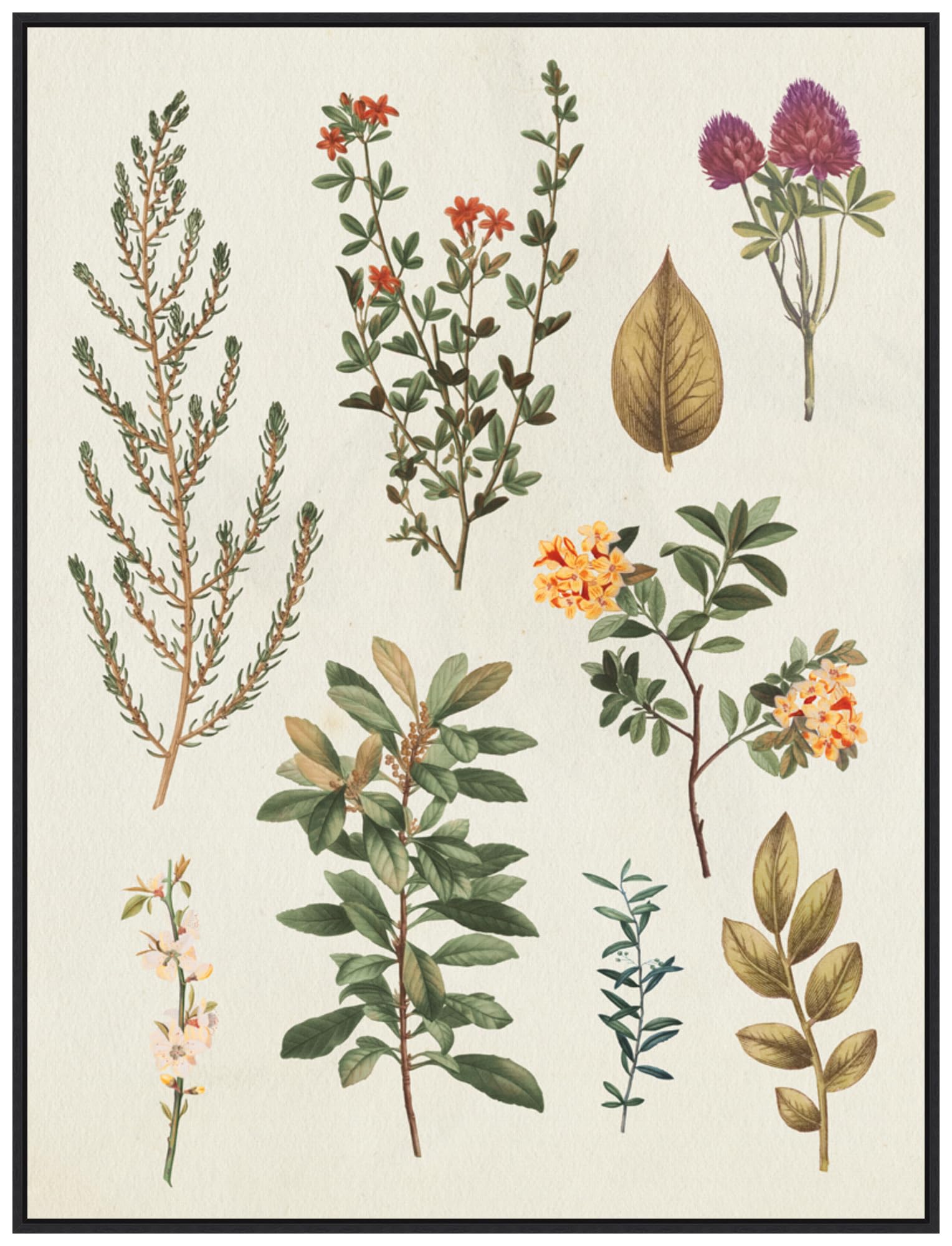 Amanti Art Framed Canvas Wall Art 42x32 Victorian Garden III Autumn Crop II by Wild Apple Portfolio, Framed Wall Art Canvas, Flowers Artwork, Modern Decor, Oversize Poster Painting for Living Room,