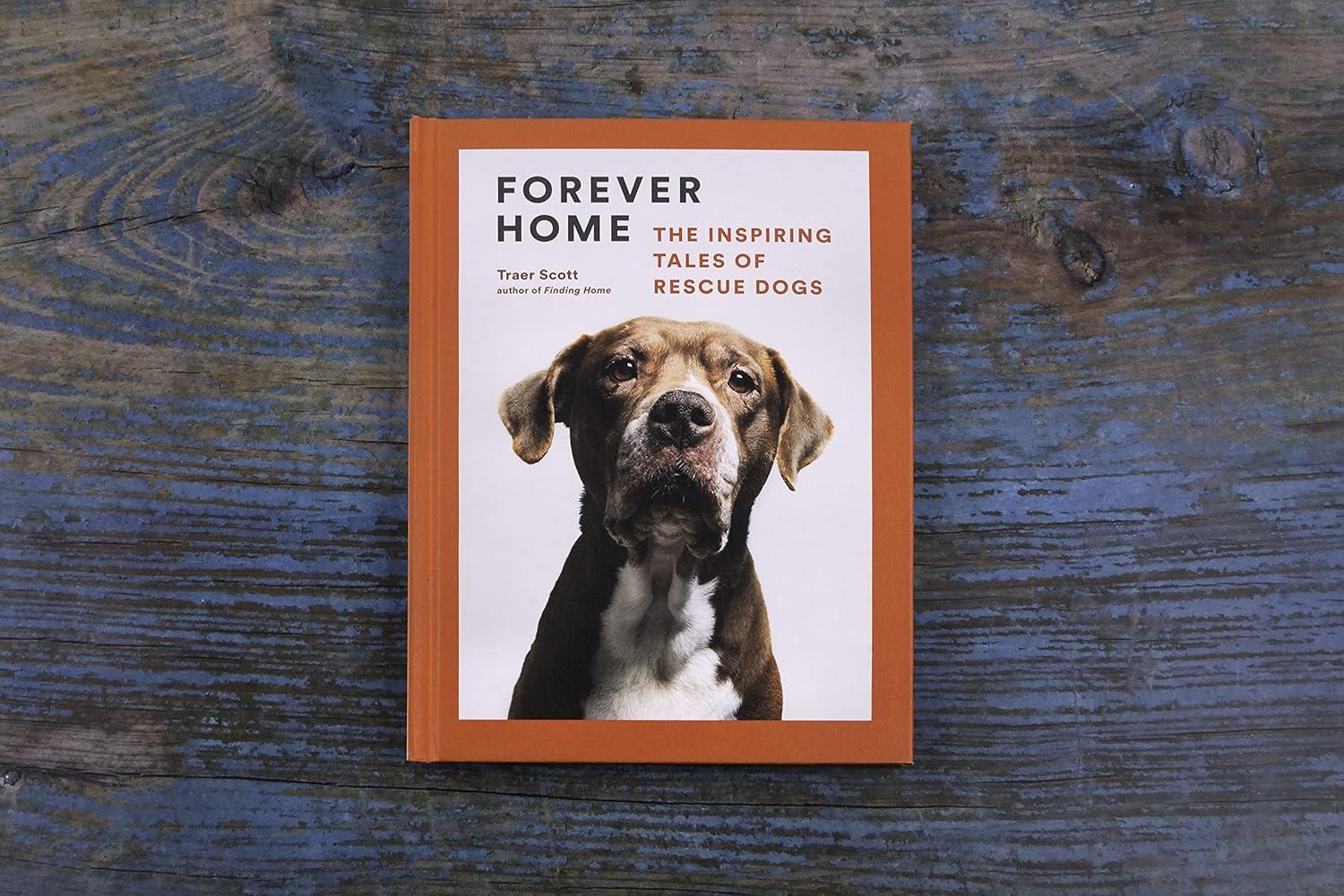 Forever Home: The Inspiring Tales of Rescue Dogs - Image 11