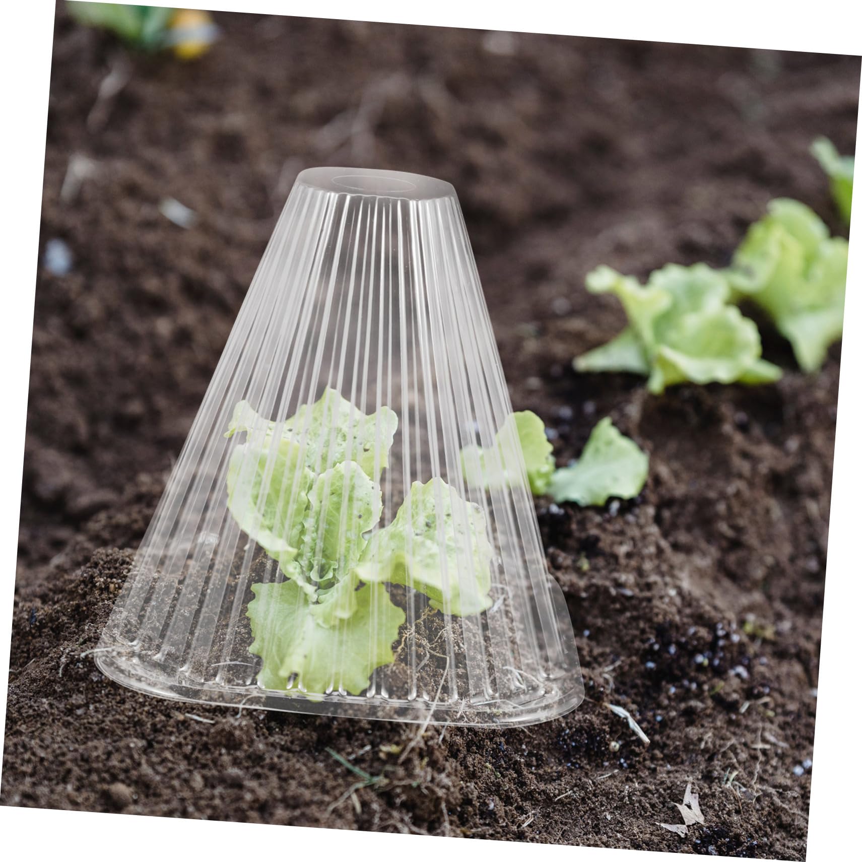 Toddmomy Cloche Conique de Protection pour Plantes, Lot de 10, Pet