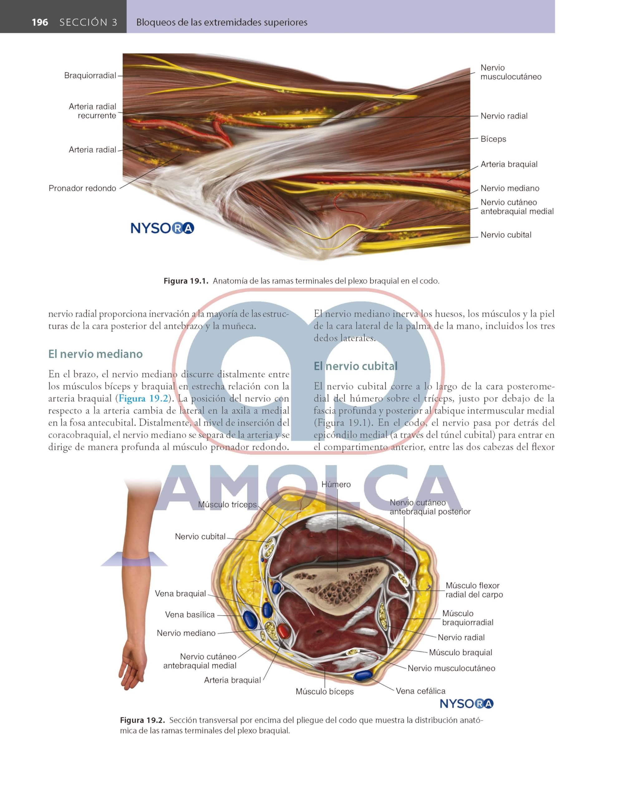 Bloqueos Nerviosos Periféricos y Anatomía para Anestesia Regional Guiada por Ecografía de HADZIC