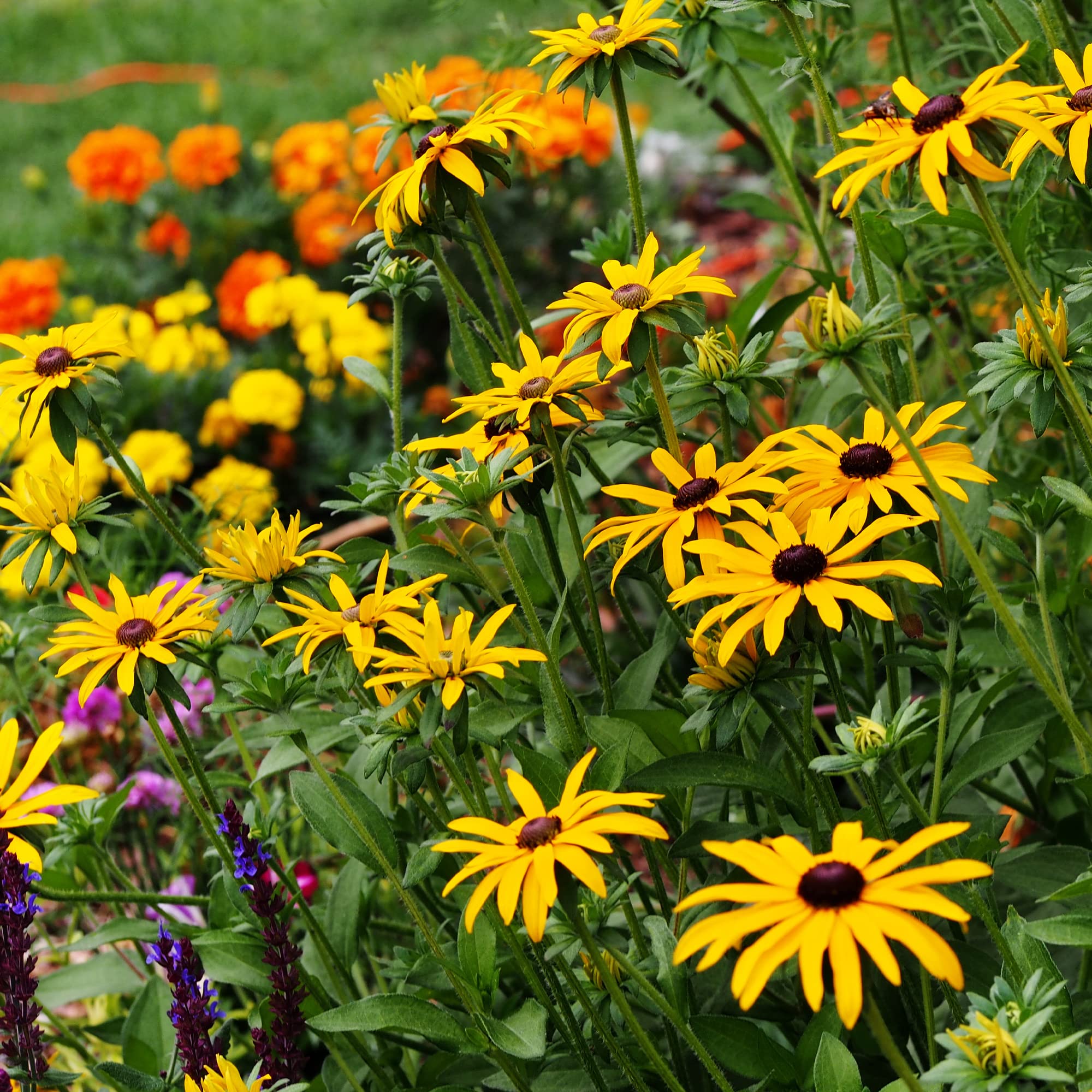 Sobres De Semillas De Flores Silvestres Anuales - Mezcla De Colores, Para Prados O Jardín, 10g
