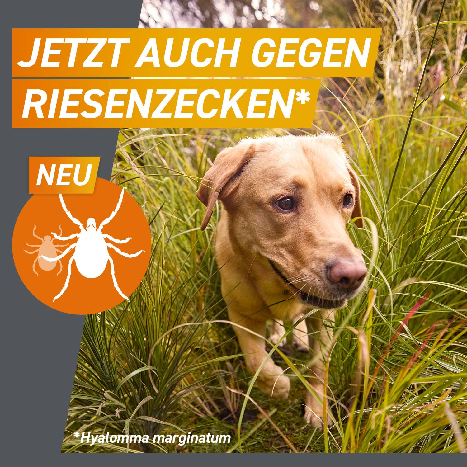 FRONTPRO Hund XL - Kautablette gegen Zecken & Flöhe (Hunde 25 bis 50 kg) | 3x Kautabletten (2er Pack) für 6 Monate Schutz - schmeckt einfach mit oder ohne Futter - für große Hunde