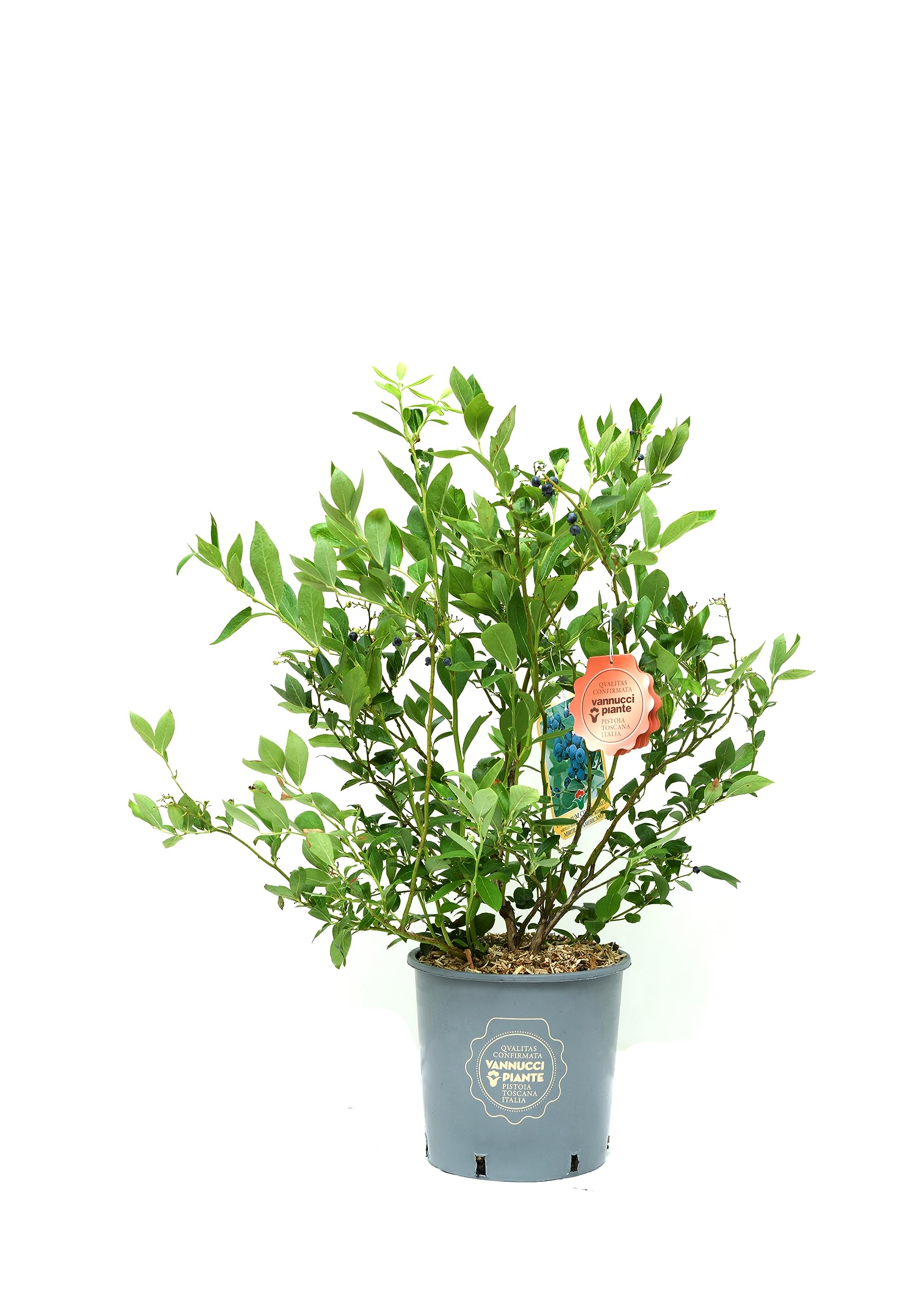Vannucci Piante - SET di 3 PIANTE DA FRUTTO (CILIEGIO NANO + PESCO NANO + MIRTILLO), Piante vere, Piante da esterno, Piante da balcone