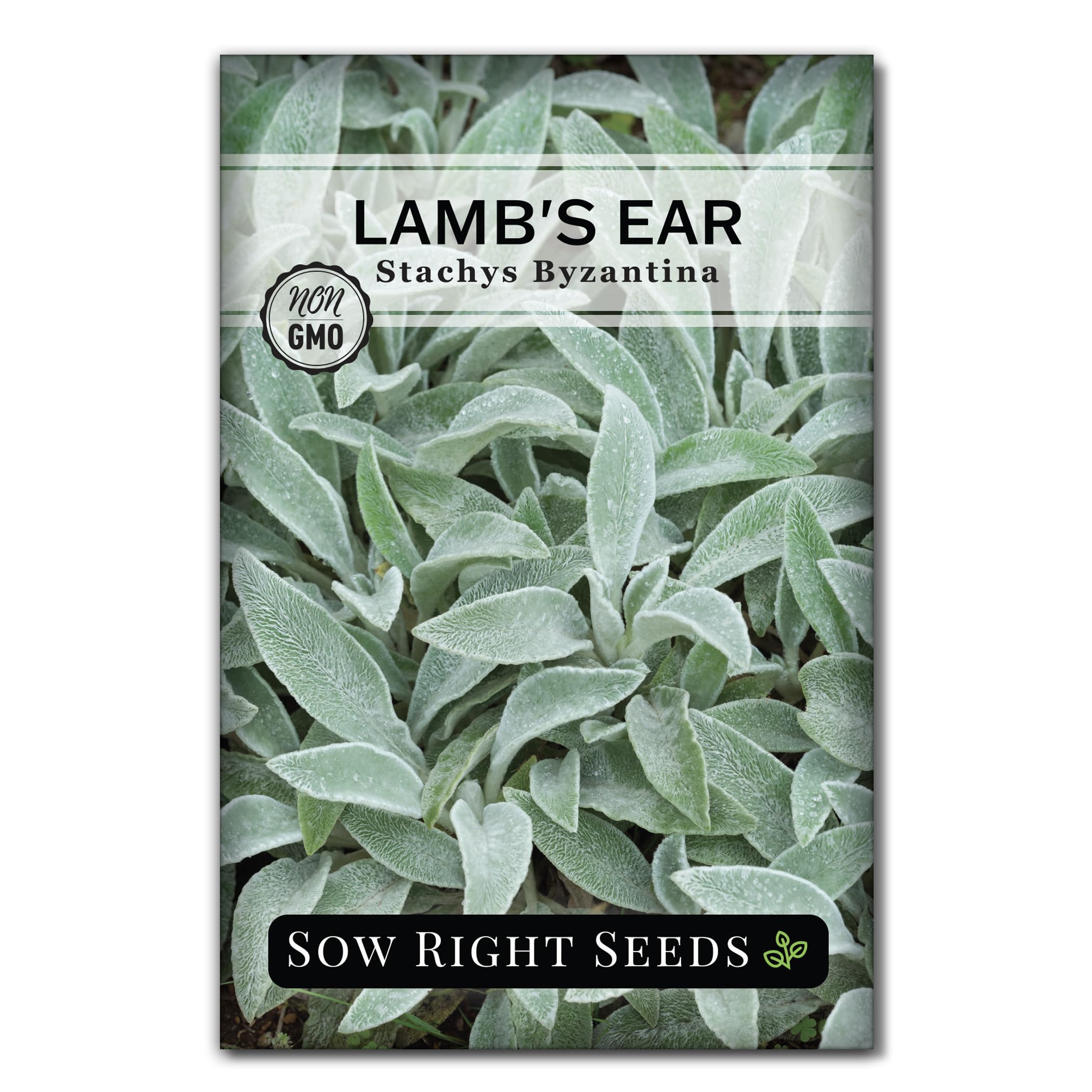 Amazon.com : Sow Right Seeds - Lambs Ear Seeds for Planting - Non-GMO  Heirloom Packet with Instructions to Grow an Outdoor Flower Garden - Wooly  Silver Leaves, Perennial Foliage - Stachys for