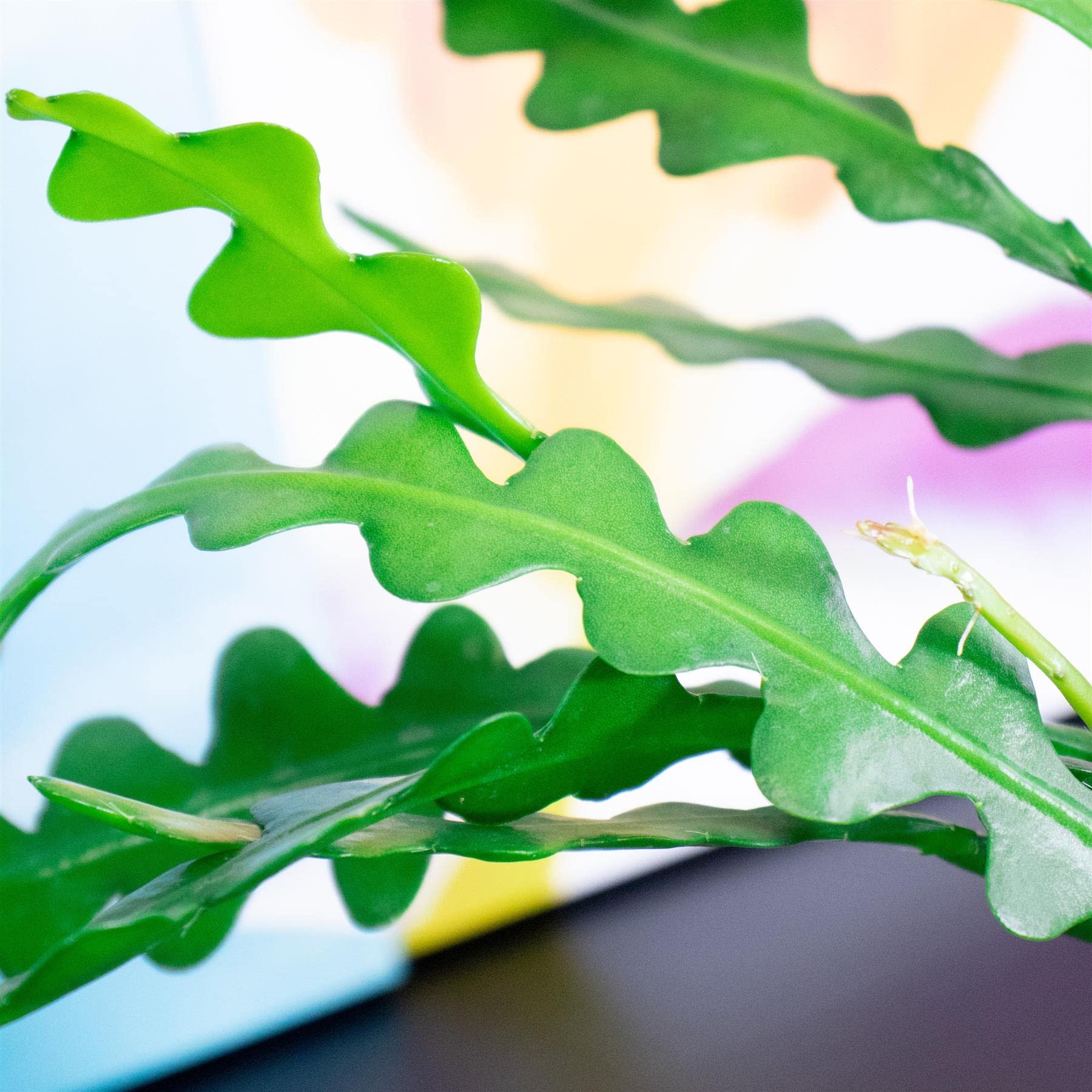 Blue Magic Design2 x Fishbone Epiphyllum anguliger Zigzag Succulent Cactus fresh rooted cuttings