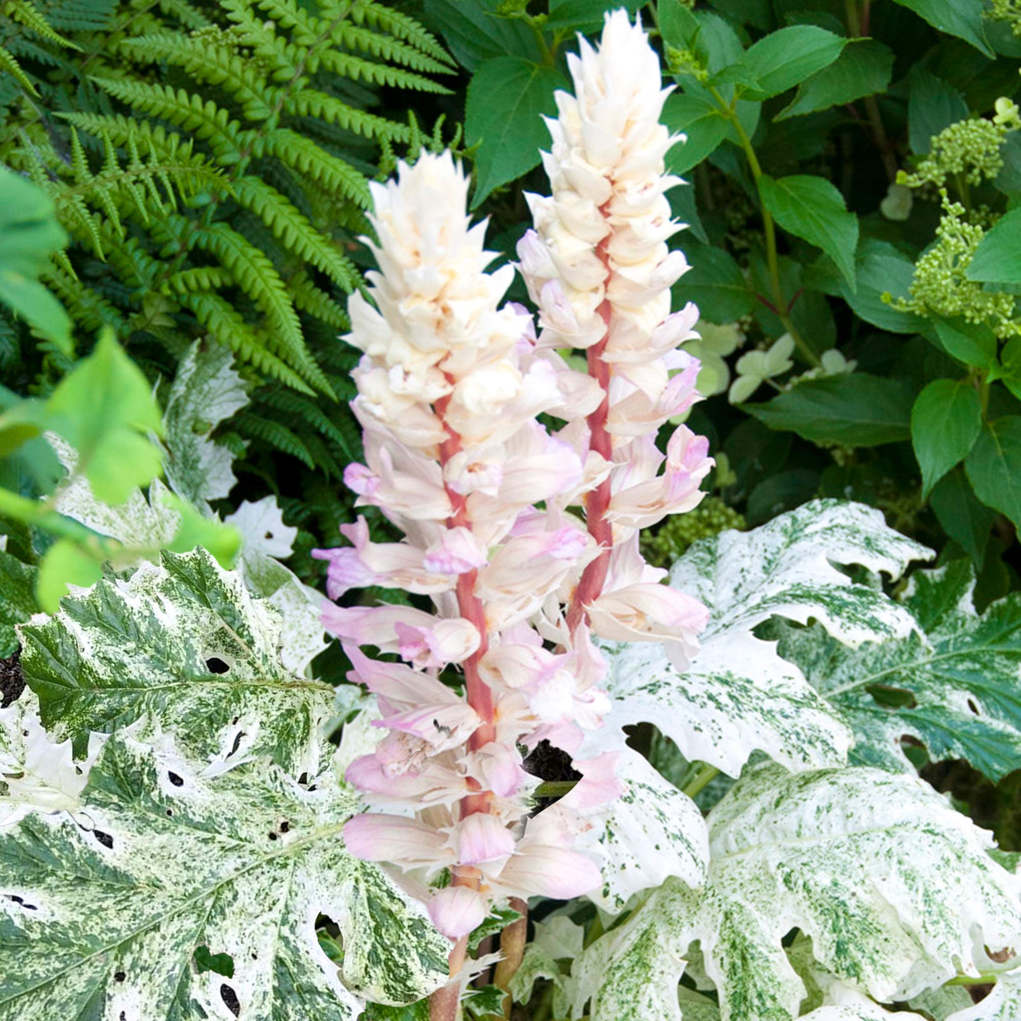 Acanthus Whitewater Bears Breech | Variegated Flowering Herbaceous Perennial (10-20cm Incl. Pot) โ image 1