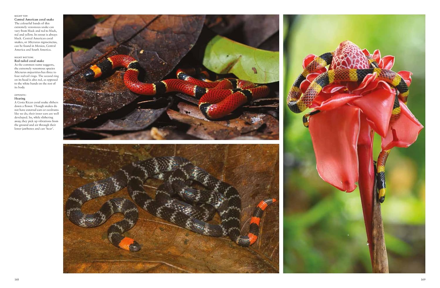 Snakes: From Vipers to Boa Constrictors (Animals in Photographs)