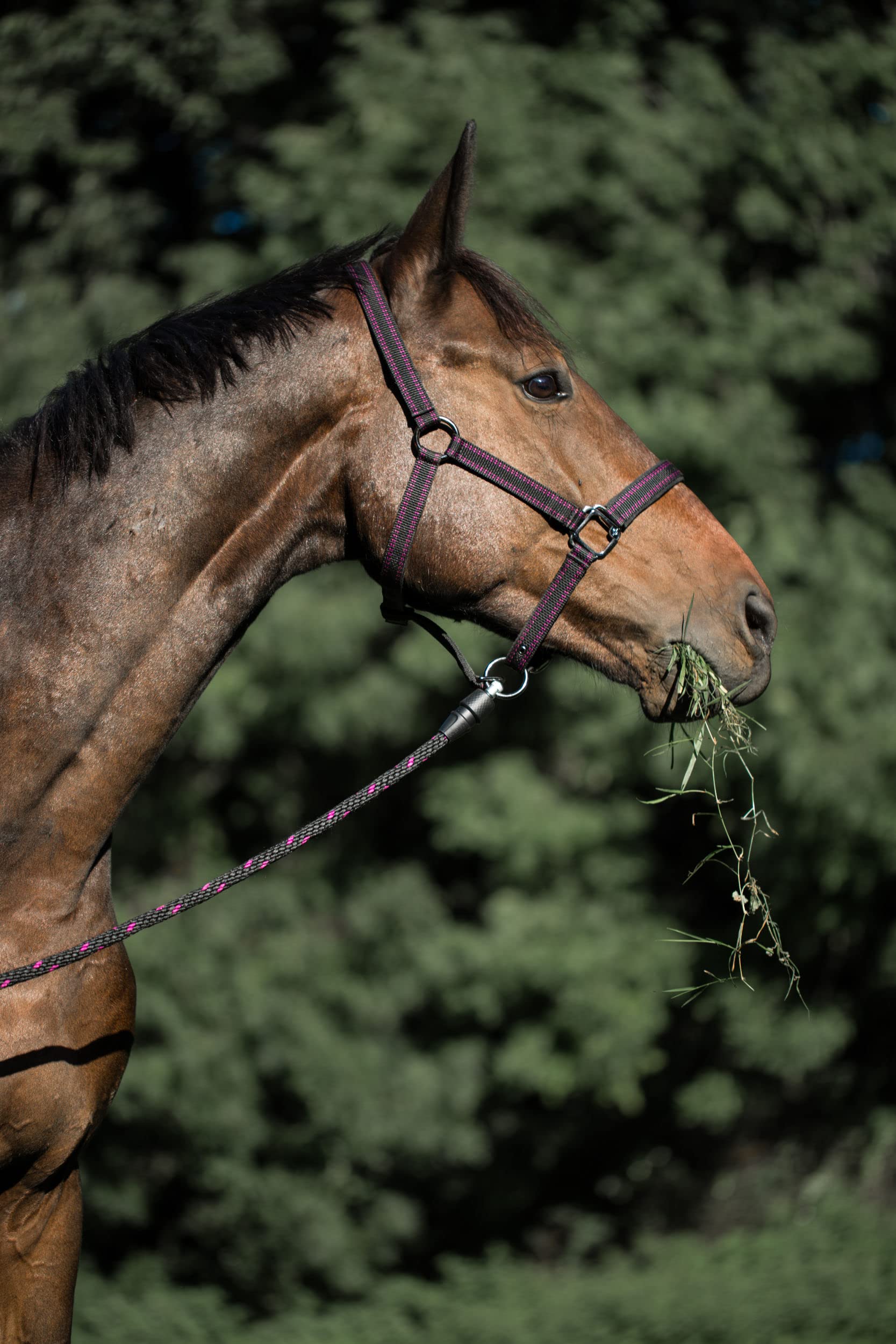 Licol Cheval pour système Goleygo Noir/Fuchsia Full