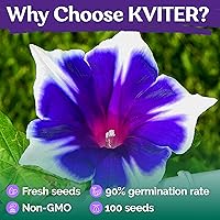 Vista 5 de KVITER 100 Blue & White Morning Glory Seeds (Ipomoea) – Perennial Flower Seeds for Planting, Climbing Flowering Vines – Ideal Flower Seeds to Plant