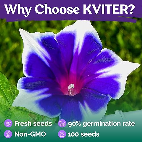 Miniatura 5 de KVITER 100 semillas de gloria matutina azul y blanca (Ipomoea) – Semillas de flores perennes para plantar, trepar enredaderas con flores – Semillas