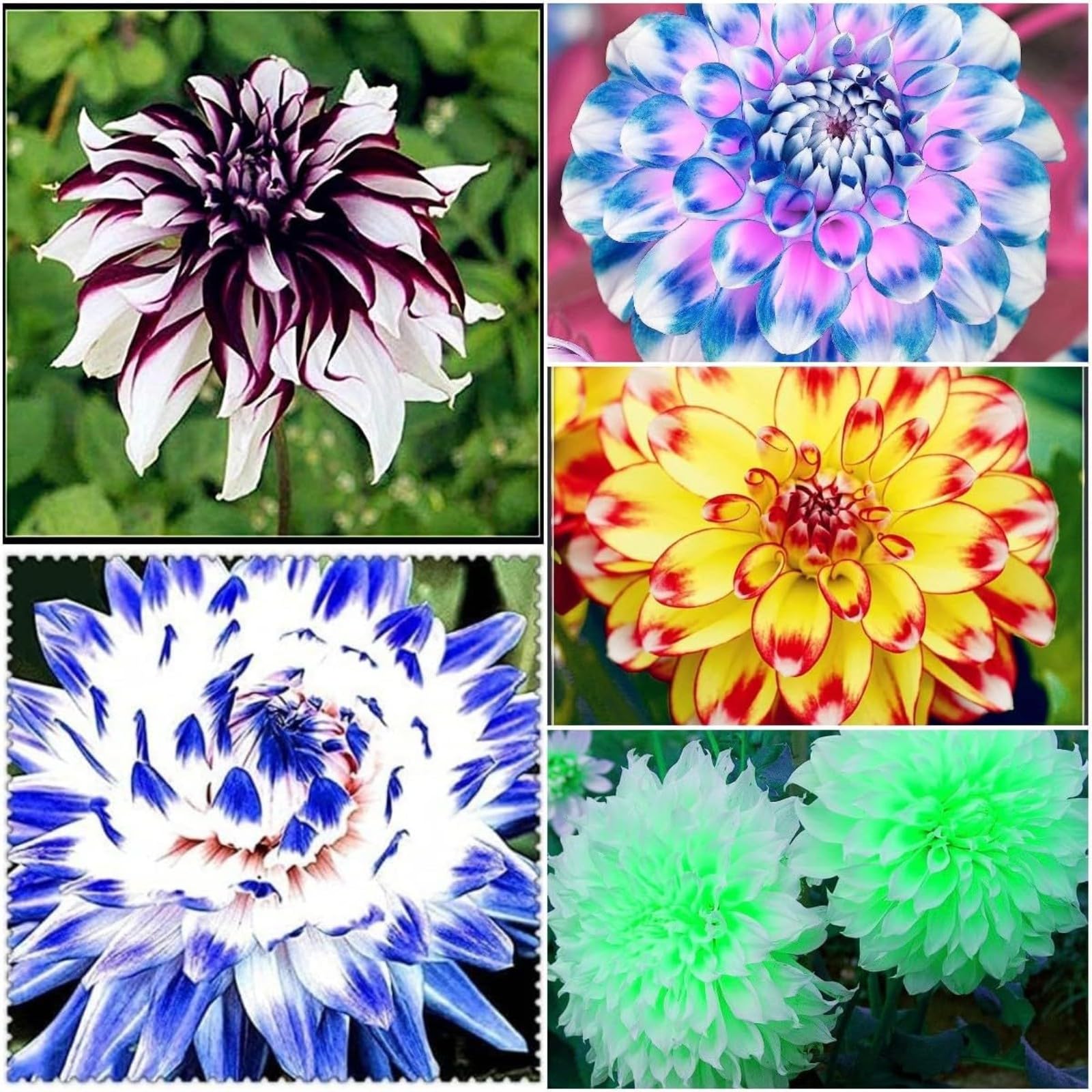Dahlia Bulbs Mix for Planting Now UK,Hardy Perennial,Strong Plants That Grow Well,Dahlia tubers Bulk,Wedding Flowers,Beauty of Garden,Gift Ready-8bulbs-D