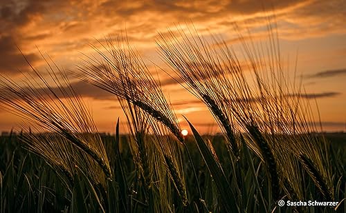 Miniatura 9 de Samyang Lente de enfoque manual F1.4 de 3.346in para Sony