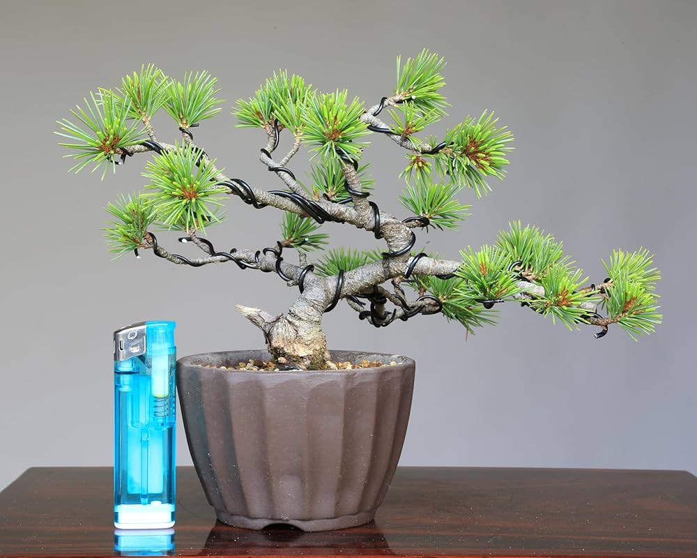 五葉松（特大サイズ） 庭木：五葉松* 特選大株 現品一点限り 2番 庭木：五葉松 特選大株