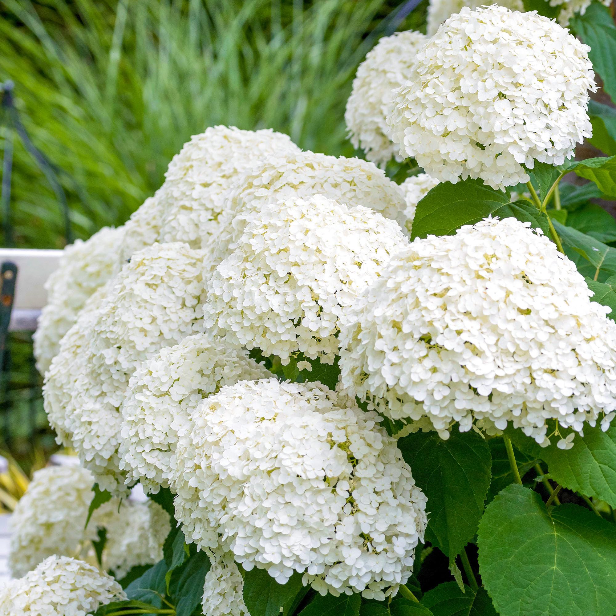 Hydrangea Strong Annabelle - Ortensia Bianca Rustica - Pianta da giardino per esterni in vaso