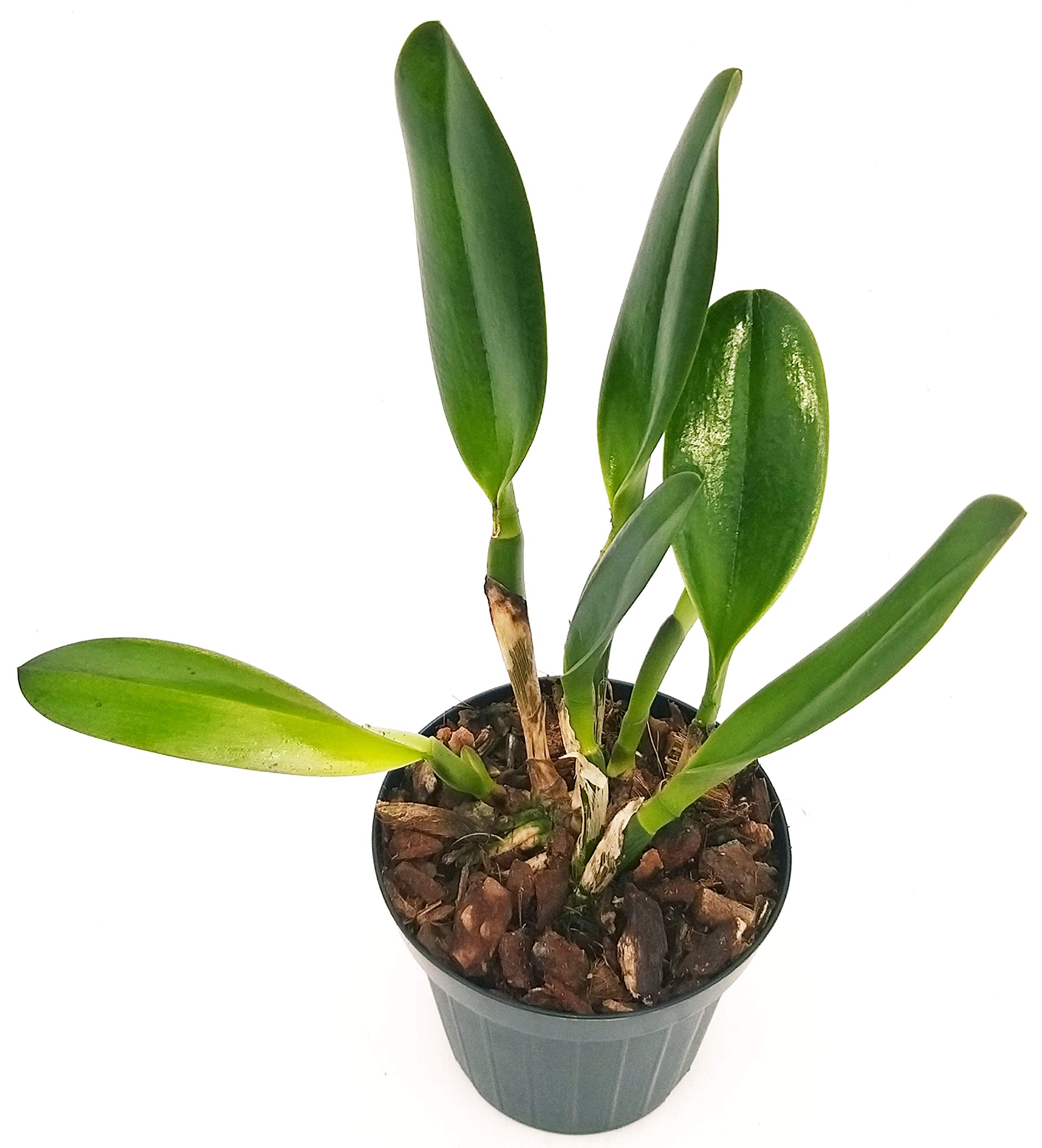 POWERS TO FLOWERS - CATTLEYA PIANTA ADULTA, VASO 15CM DIAMETRO. FIORITURA GARANTITA IN 6MESI, pianta vera