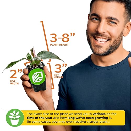 Miniatura 3 de Philodendron "White Princess" - Planta viva abigarrada  Philodendron erubescens by Wellspring Gardens  Plantas de interior raras de interior