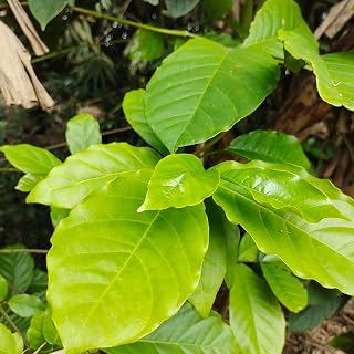 Daun Kopi - Coffee arabica L. Dried Leaf (80 Gram)