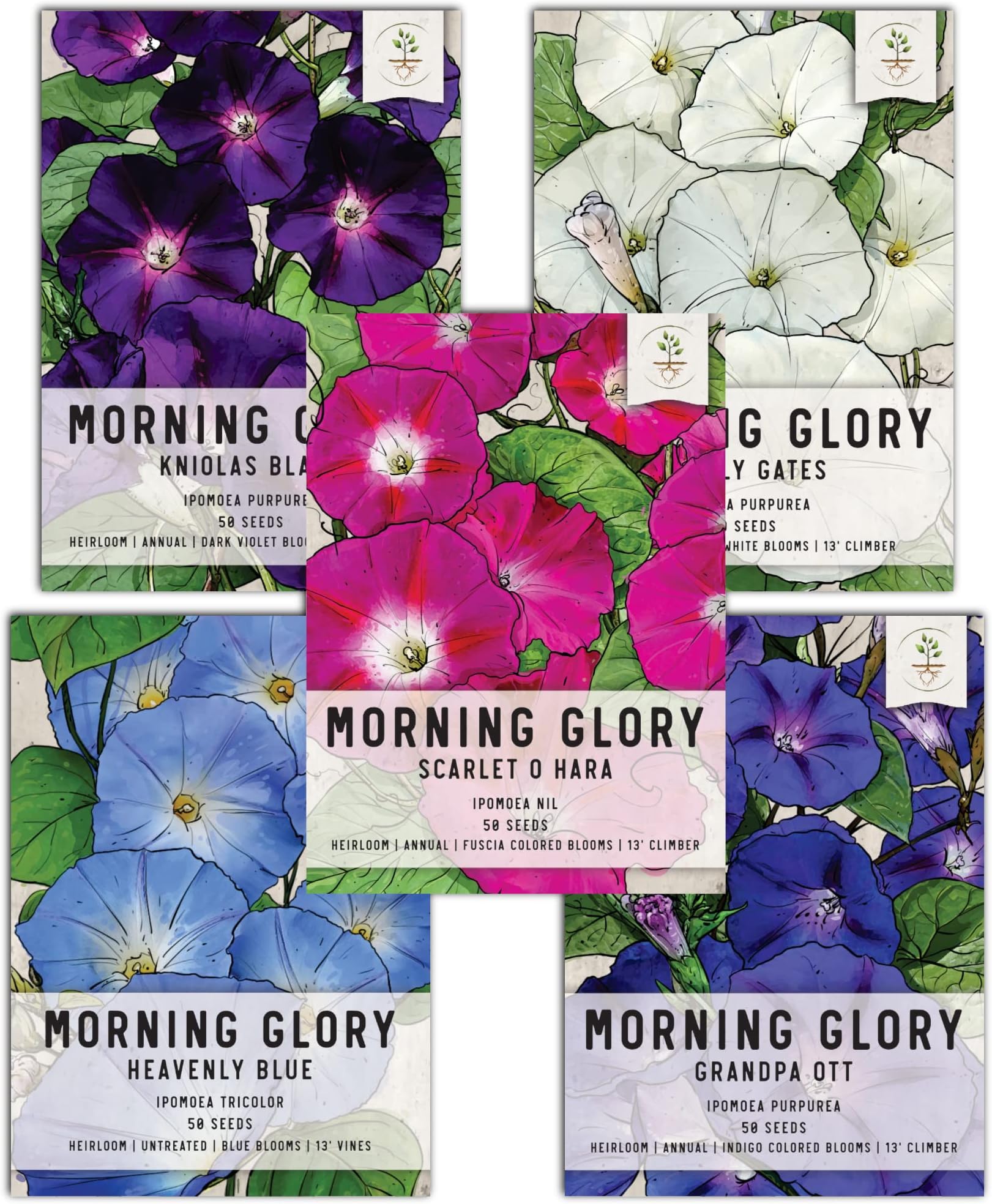 250 Heavenly Blue Morning Blooming Vine Seeds Morning