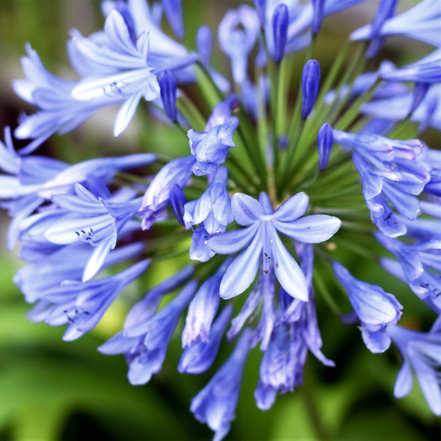 Agapanthus Africans Blue | 3 Extra Large 3 Gallon Plants | Vibrant & Hardy Perennial, Lush, Ornamental Plant with Brilliant Blue Blooms, Ideal for Borders, Containers & Landscape Accents