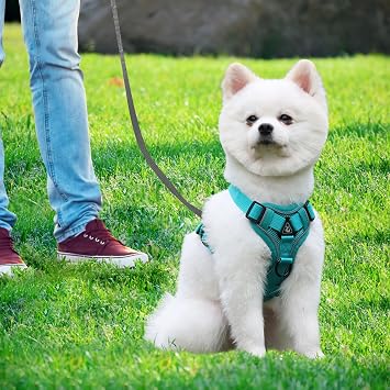 Cat Harness and Lead Set, Escape-Proof Kitten Harness with Retractable Cat Lead, 5m/16.4 Ft Automatic Extendable Cat Leash for Dogs Puppy Pets Walking (blue, M)