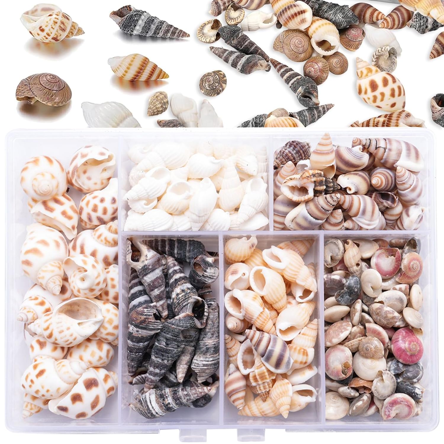 100 Pcs for Crafting & Decor –for DIY Projects, Nautical Decor, Beach Weddings, Coastal Theme, Kids Crafts