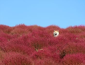 ★柴犬★福雀 SANTORY×笑点☆未使用•未開封品☆ おはようございます。警備業務に勤しんでおります #いぬ #イヌ