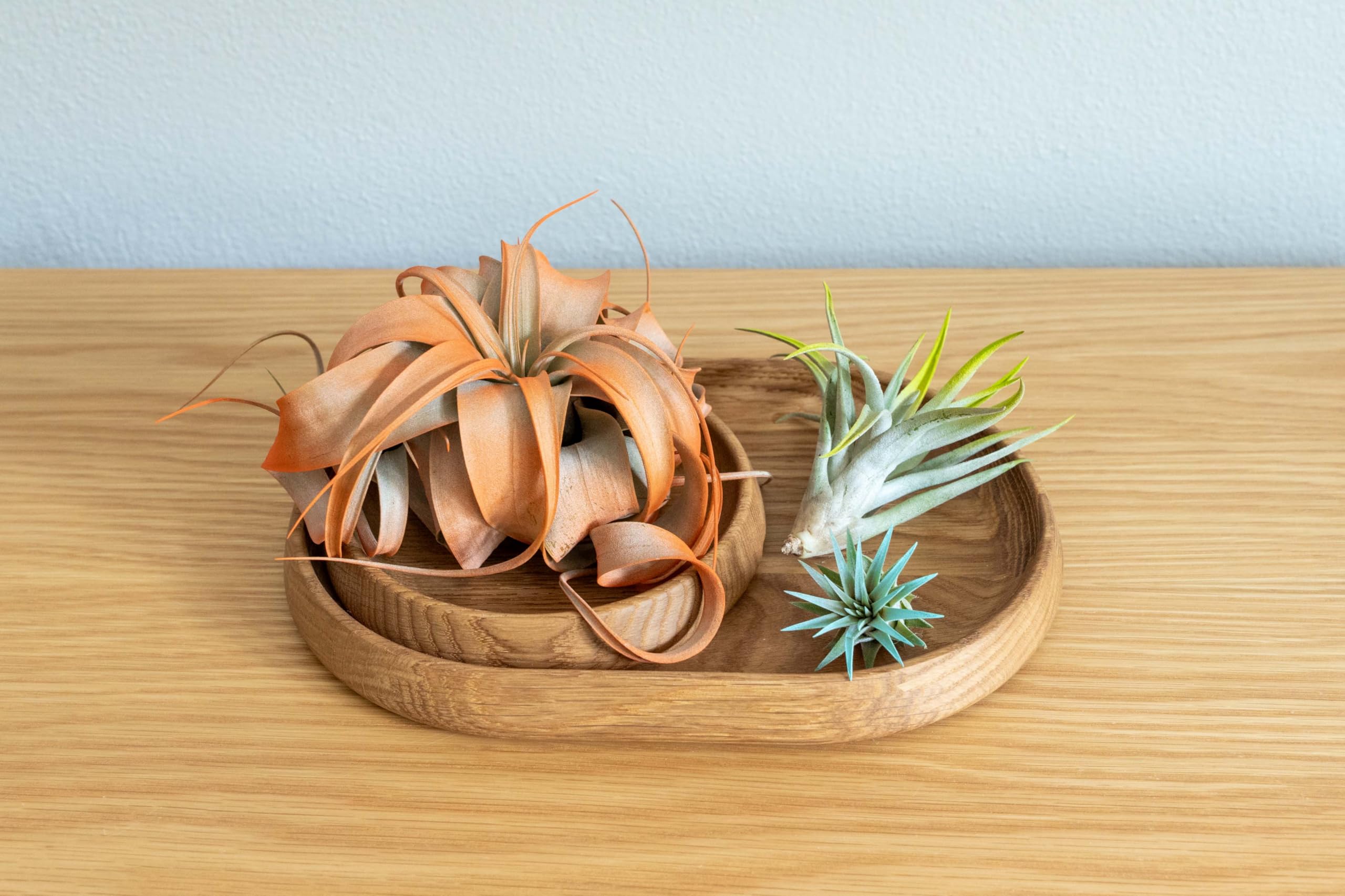 Amazon.com : Orange Colorful Tillandsia Air Plants - Long Lasting