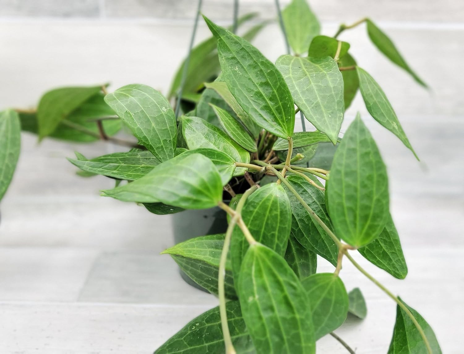 Hoya macrophylla Green Plant in 6 inch Pot Nursery Plant Pot Live Rare Exotic Tropical Indoor House Plants Easy to Grow Housewarming Gift Decoration Gift for Home or Office by 3exoticgreen