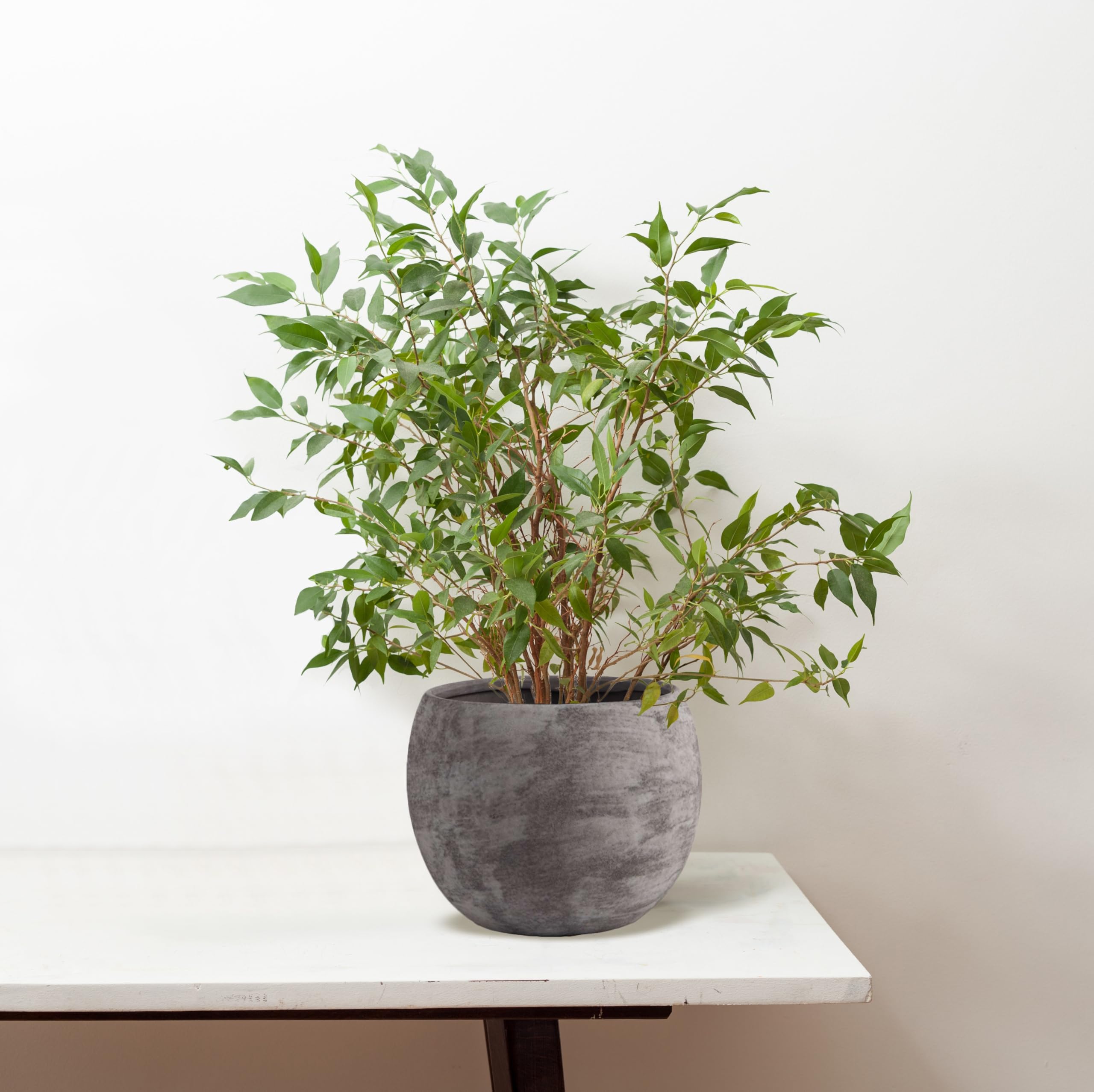 Vaso Sferico Bianco Per Orchidea | Fiori E Piante | Ikebana Alghero Di Stefania Cerri - Foto 4