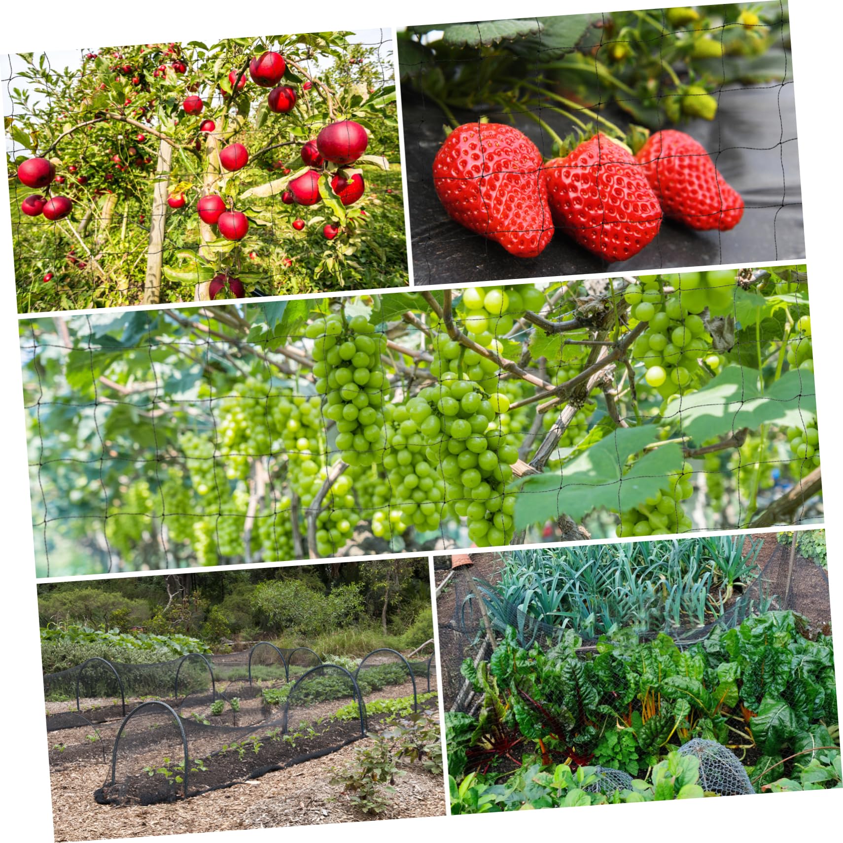 Abaodam Red Gallinero de Nylon Negro, Malla Antipájaros para Jardín y Huerto, Protege Frutas y Flores, Fácil Instalación, Uso Versátil