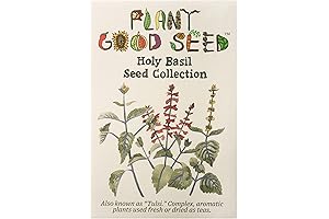 Indian Tulasi Plant Collection for Herb Garden