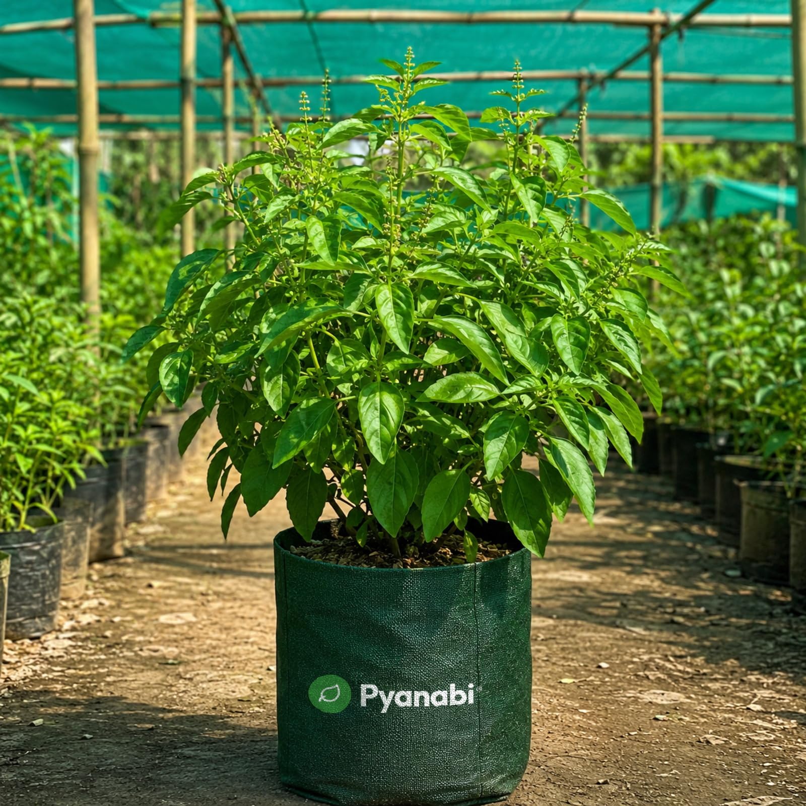 Chakra Phool Plant - Star Anise Spice Tree -17 Chakra Phool Plant - Star Anise Spice Tree -17